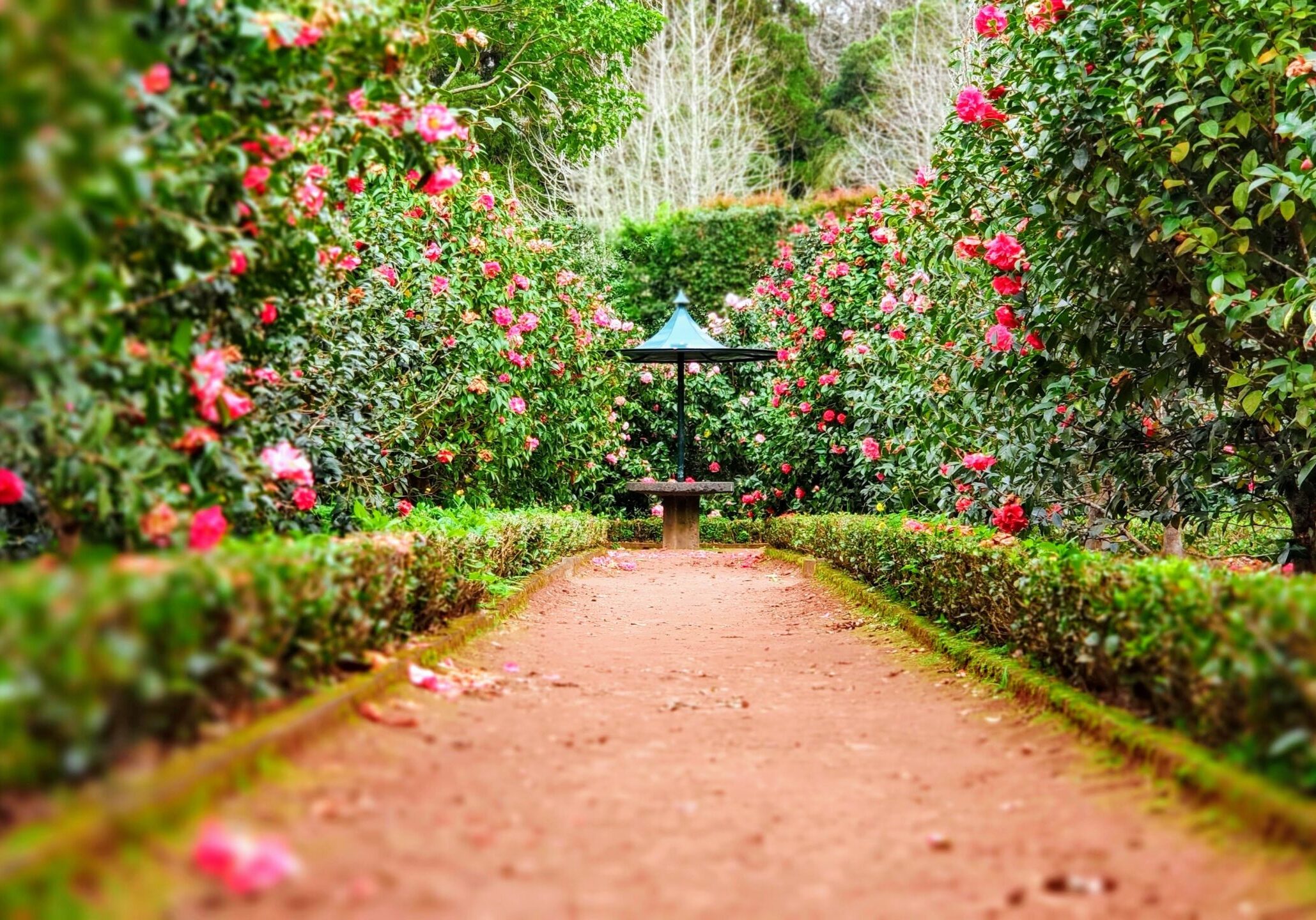 A table in the middle of the Garden. Rose flowers and pink flowers spread through the garden.